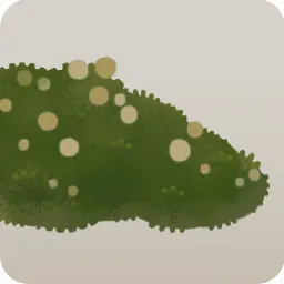 雨水を吸った苔