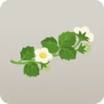 葉と花のついたイチゴの枝・右