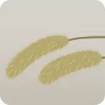 ねこじゃらし