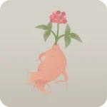 よく育った高麗人参