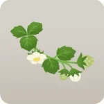 葉と花のついたイチゴの枝・左