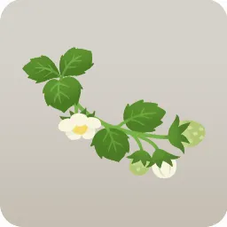 葉と花のついたイチゴの枝・左