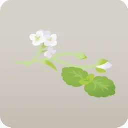 ゼリーに添えるハーブ