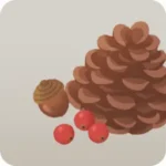 拾ったまつぼっくり