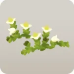花のように見える苔