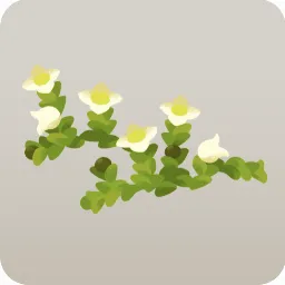 花のように見える苔
