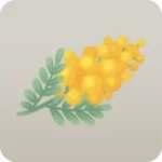 摘んできたミモザ