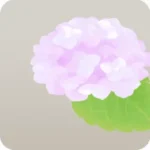 桃色の紫陽花