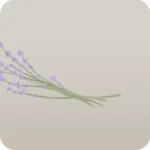 ドライラベンダー