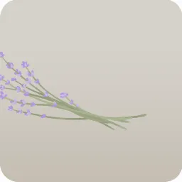 ドライラベンダー