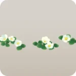 群生する白いフヨウカタバミ