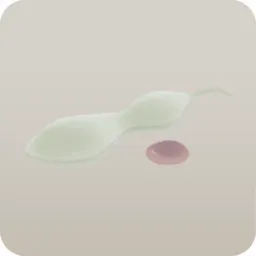 藤の種