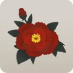牡丹の花