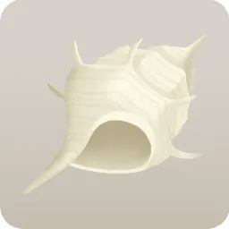 白い貝がら