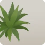 アガベ