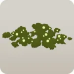 鉢植えに生えた苔