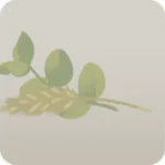 収穫したドライフラワー