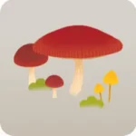 新しく飾ったきのこ