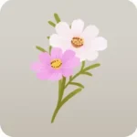 二輪のコスモス