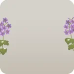水滴がついたカッコソウ