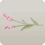 秋の植物・イヌタデ