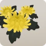 黄色い菊