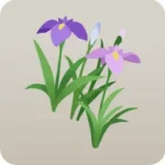 花菖蒲