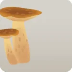 香り高いキノコ