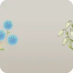 ヒゴタイとタカネマンテマ