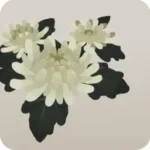 白い菊