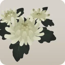 白い菊