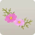 丘に咲くコスモス