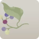 秋の植物・ヤマブドウ