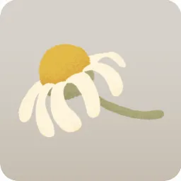 ドライカモミール