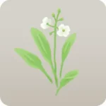 ナガバオモダカの花
