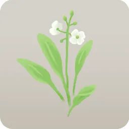 ナガバオモダカの花