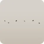 舞い散る黒い花びら