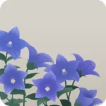 桔梗の花