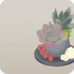 タマゴ型鉢植え・多肉植物