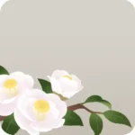 白い椿の枝