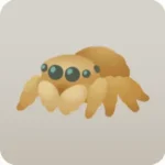 働き者のハエトリグモ