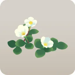 白いフヨウカタバミ
