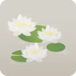 白いスイレンの花