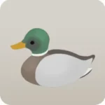 通りがかったマガモ