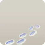雪に残った足跡