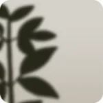 机上の観葉植物
